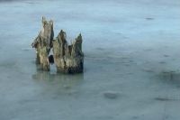 gal/Photographs/Landscape/_thb_Eisbaumstumpf.jpg