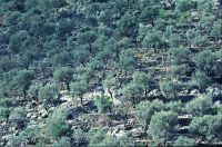 gal/Photographs/Landscape/_thb_mallorca_20010901.jpg