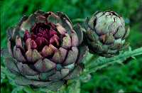 gal/Photographs/Macro/_thb_Artischocken.jpg