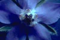 gal/Photographs/Macro/_thb_Borretsch.jpg