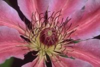 gal/Photographs/Macro/_thb_Clematis.jpg