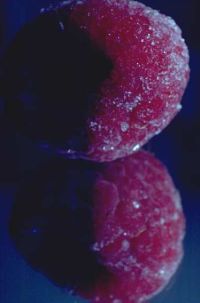 gal/Photographs/Macro/_thb_Himbeere.jpg