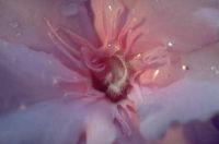 gal/Photographs/Macro/_thb_IMG0015.jpg