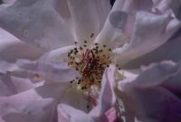 gal/Photographs/Macro/_thb_Rose.jpg