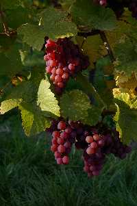 gal/Photographs/Macro/_thb_Traube.jpg
