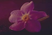 gal/Photographs/Macro/_thb_Vergissmeinnicht.jpg