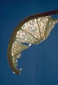 gal/Photographs/Macro/_thb_Zitronenscheibe.jpg