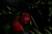 gal/Photographs/Macro/_thb_eibe2.JPG