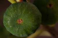 gal/Photographs/Macro/_thb_feige2.JPG
