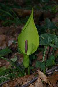 gal/Photographs/Macro/_thb_gefleckter_aaronstab.jpg