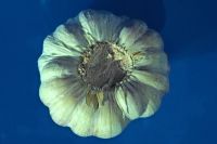 gal/Photographs/Macro/_thb_knoblauch1.jpg