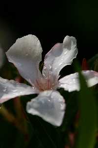 gal/Photographs/Macro/_thb_oleander2009_1.jpg