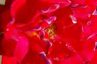 gal/Photographs/Macro/_thb_rose2009_1.jpg