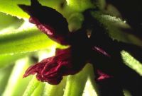 gal/Photographs/Macro/_thb_roter_Kaktus.jpg