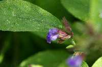 gal/Photographs/Macro/_thb_salbei_2009_1.jpg