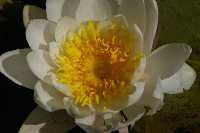 gal/Photographs/Macro/_thb_seerose_1.jpg