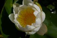 gal/Photographs/Macro/_thb_seerose_2.jpg