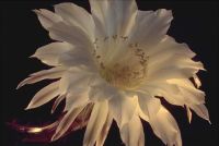 gal/Photographs/Macro/_thb_weisser_Kaktus.jpg