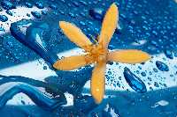 gal/Photographs/Macro/_thb_zitronenbluete_1.jpg